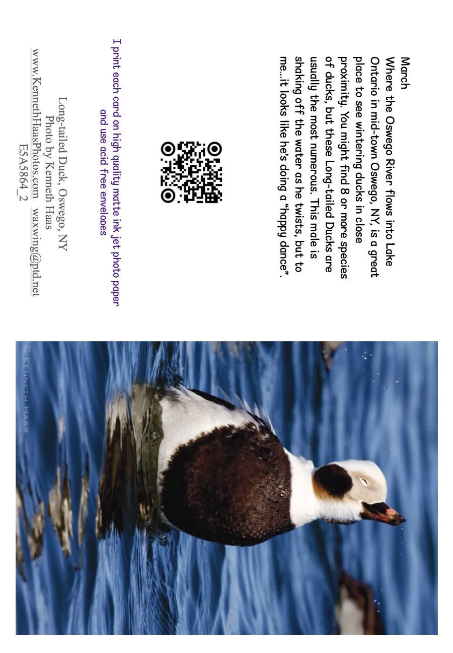 Long-tailed Duck "Happy Dance"