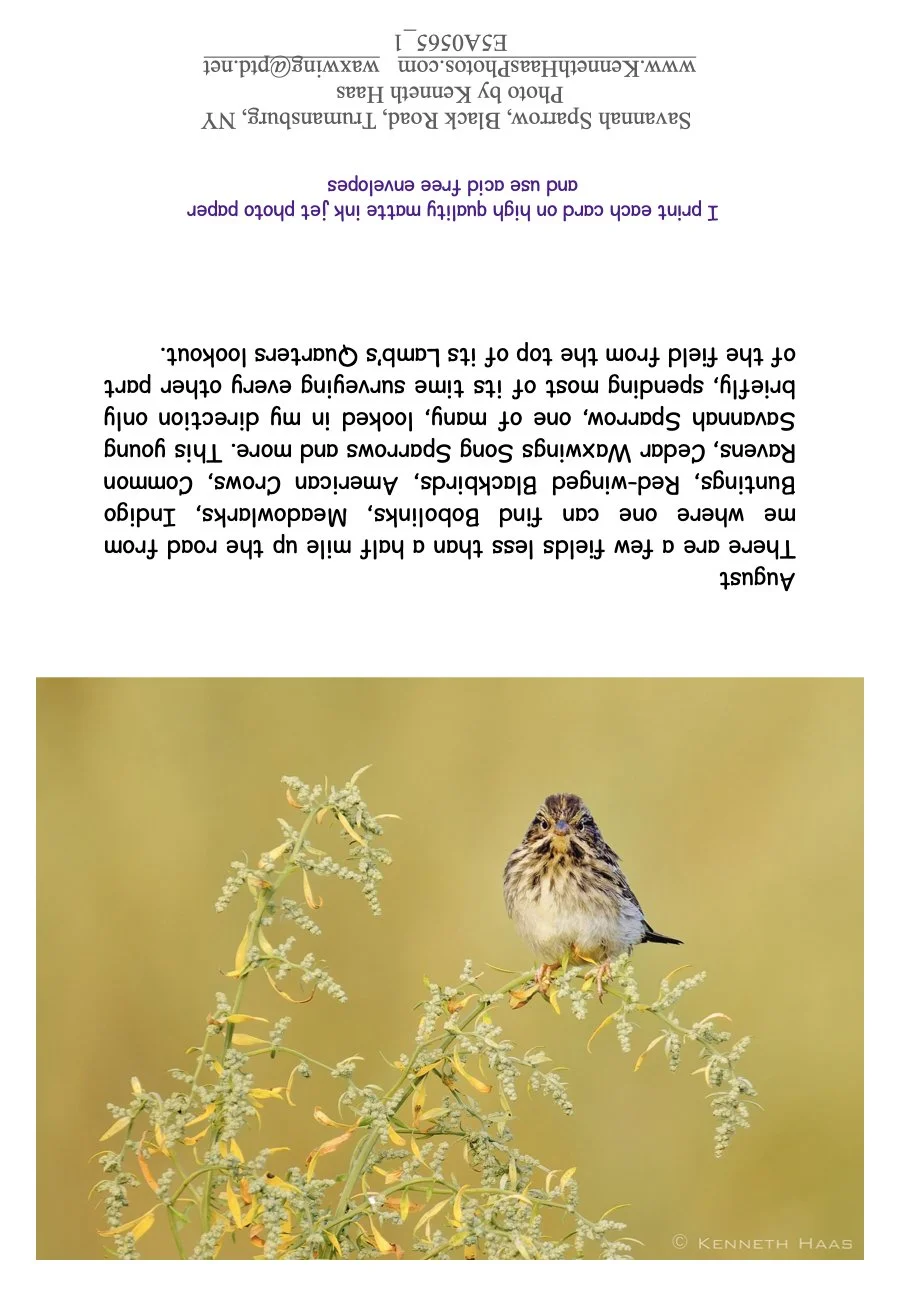 Savannah Sparrow Stare _1