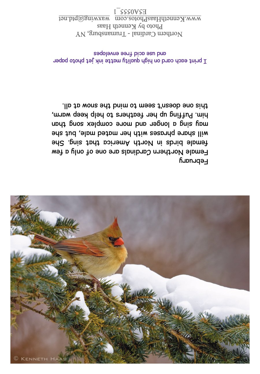 Cardinal Snow_6 Female