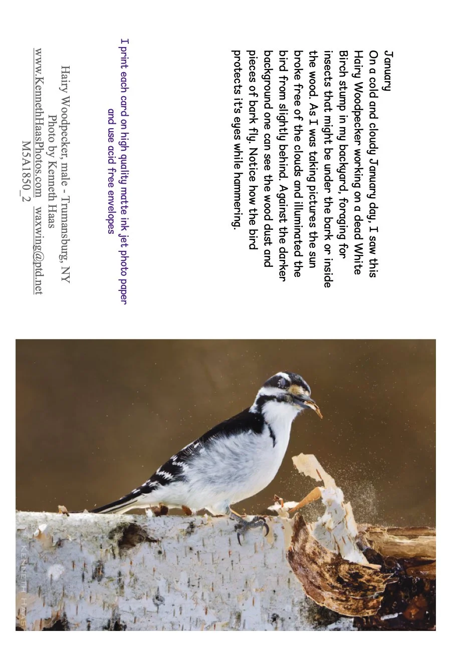 Hairy WP Chips flying