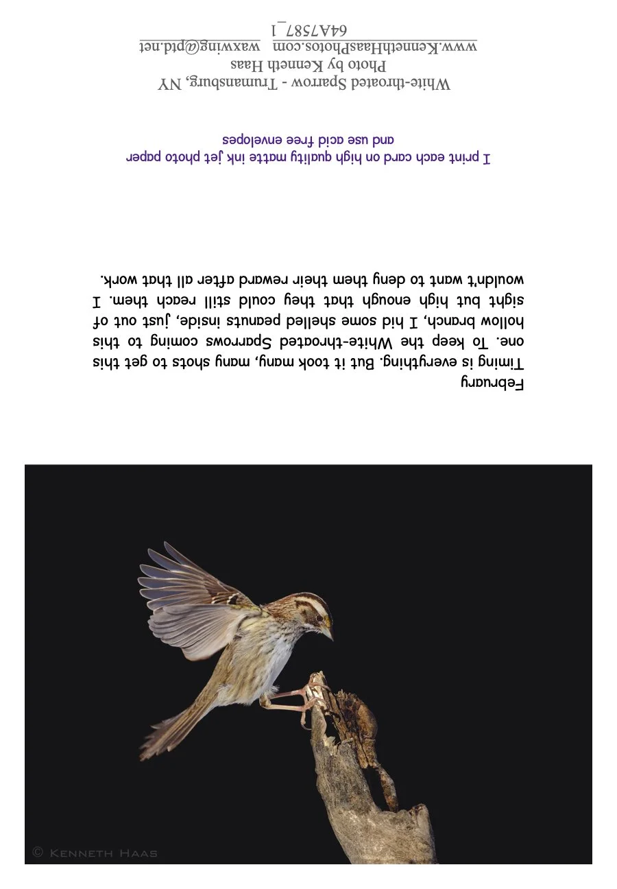 WT Sparrow_2 BlkBkg fly