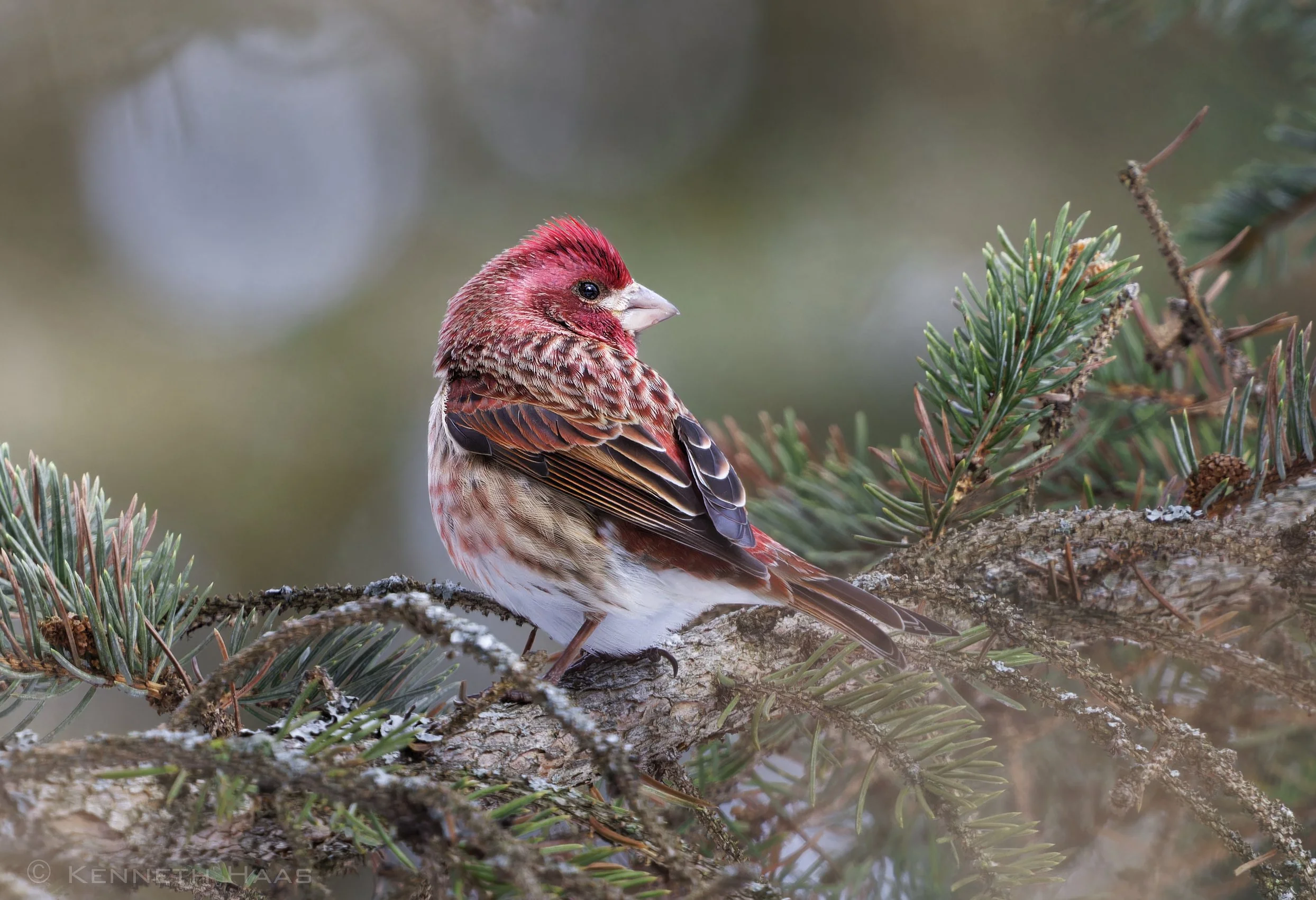 Purple Finch, Trumansburg, NY