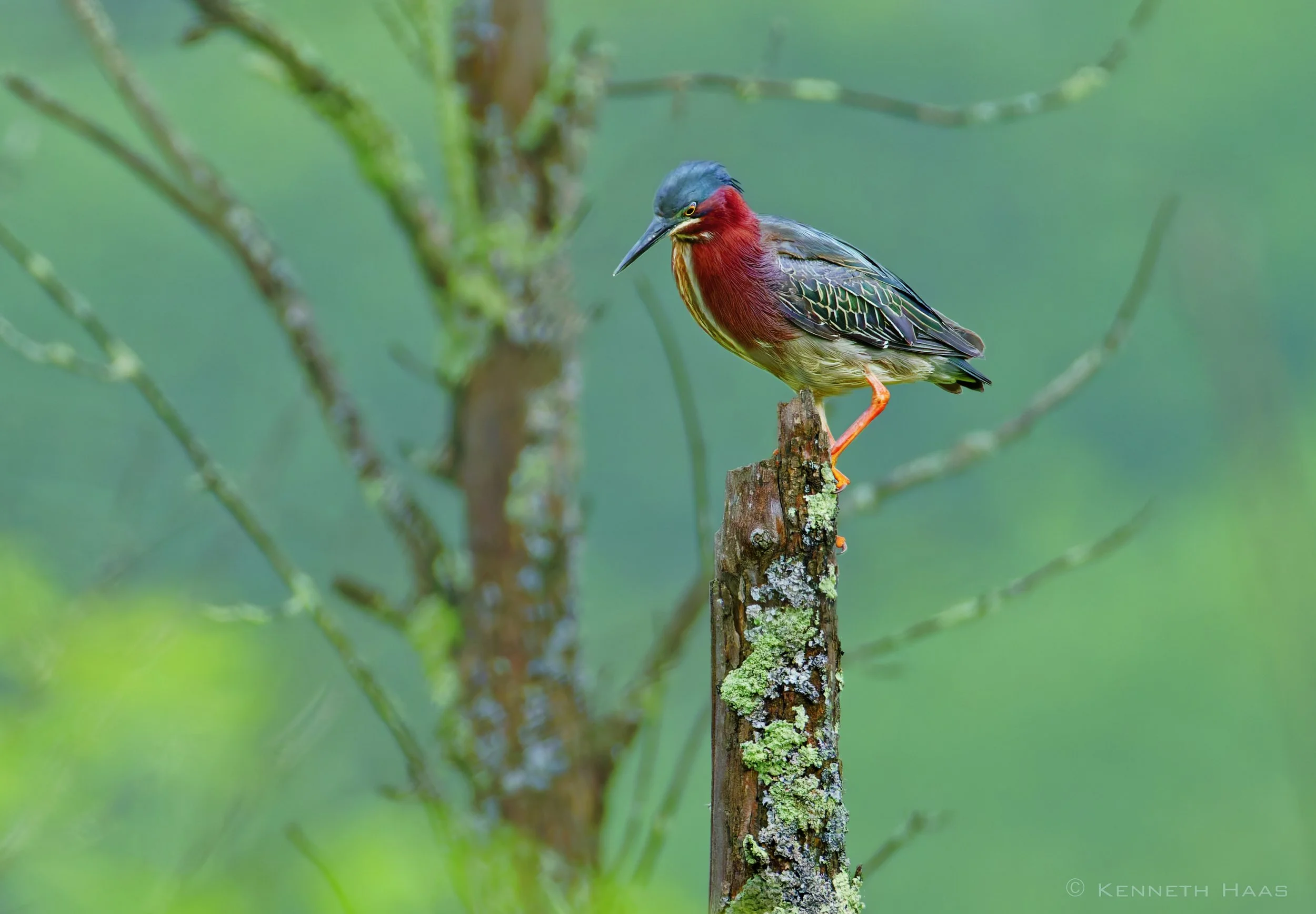 Green Heron, Cayuta Lake, Catherine, NY