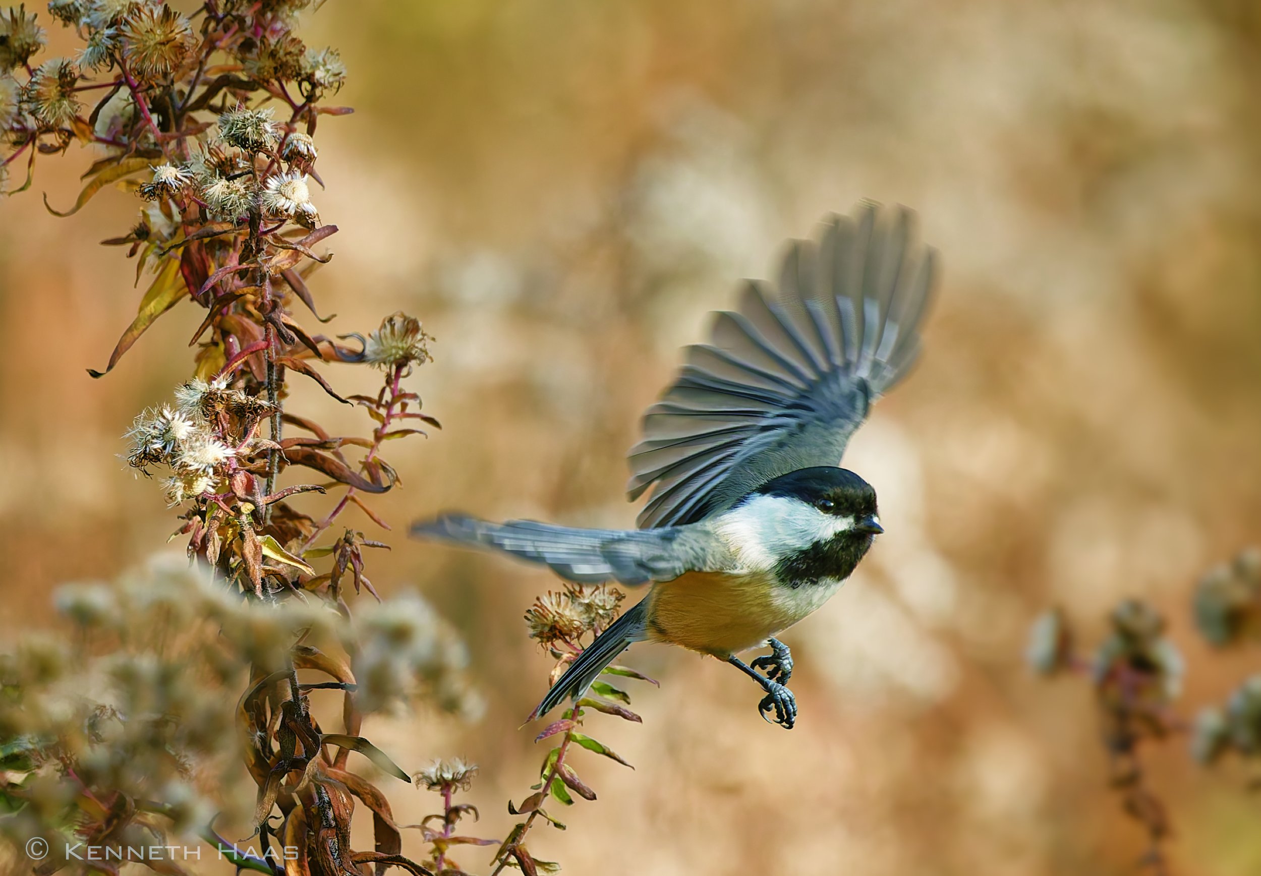 Black-capped Chickadee, Trumansburg, NY