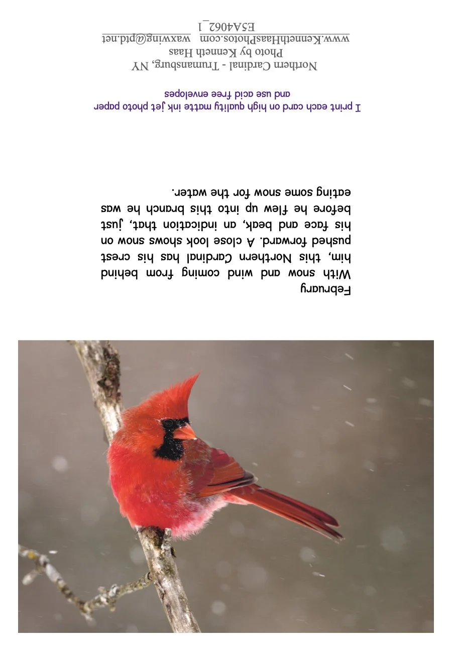 CardinalSnow_1