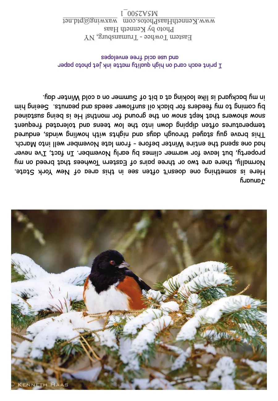 Towhee on snow branch