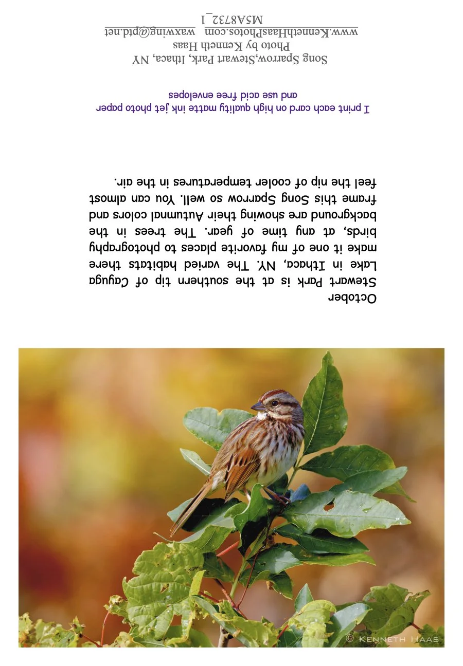 Song Sparrow top of plant