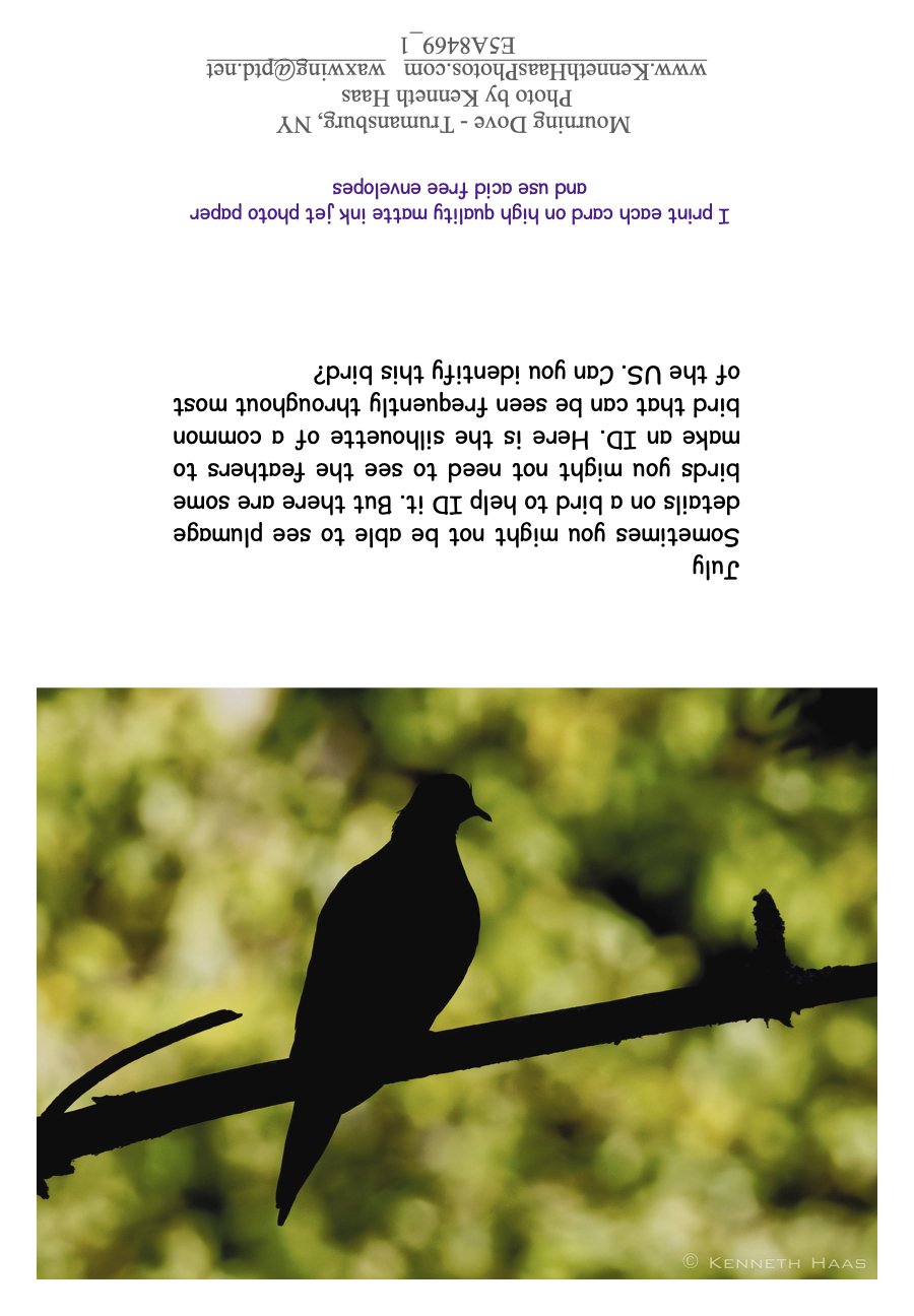 Mourning Dove silhouette_1