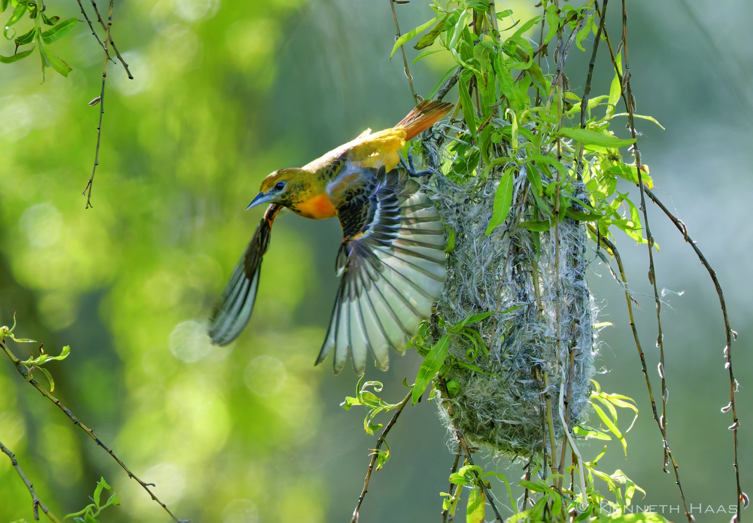Baltimore Oriole, Trumansburg, NY