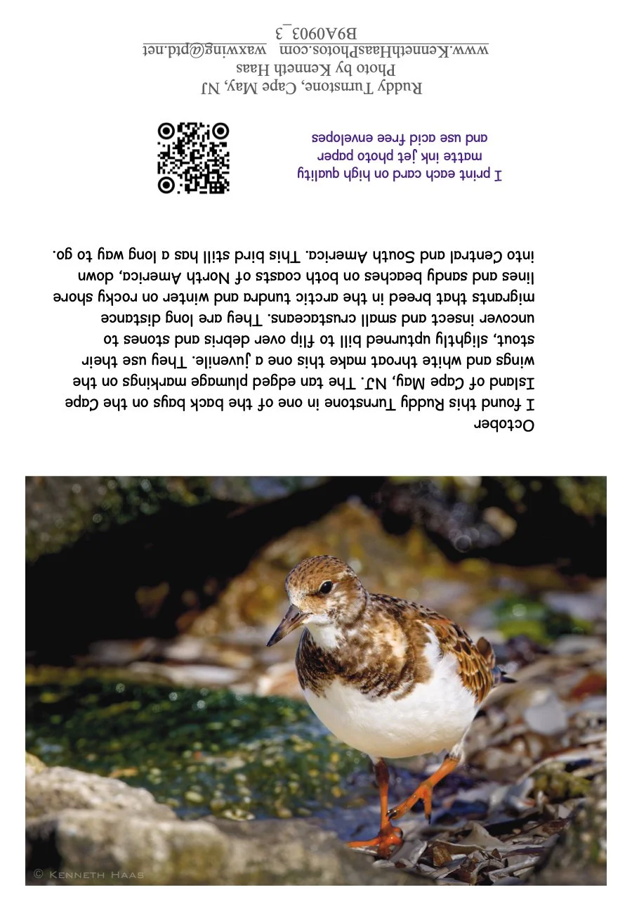 Ruddy Turnstone__NJ_1.1.jpeg