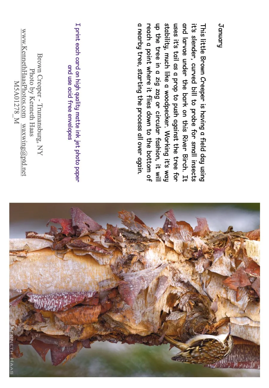 Brown Creeper on River Birch_1V