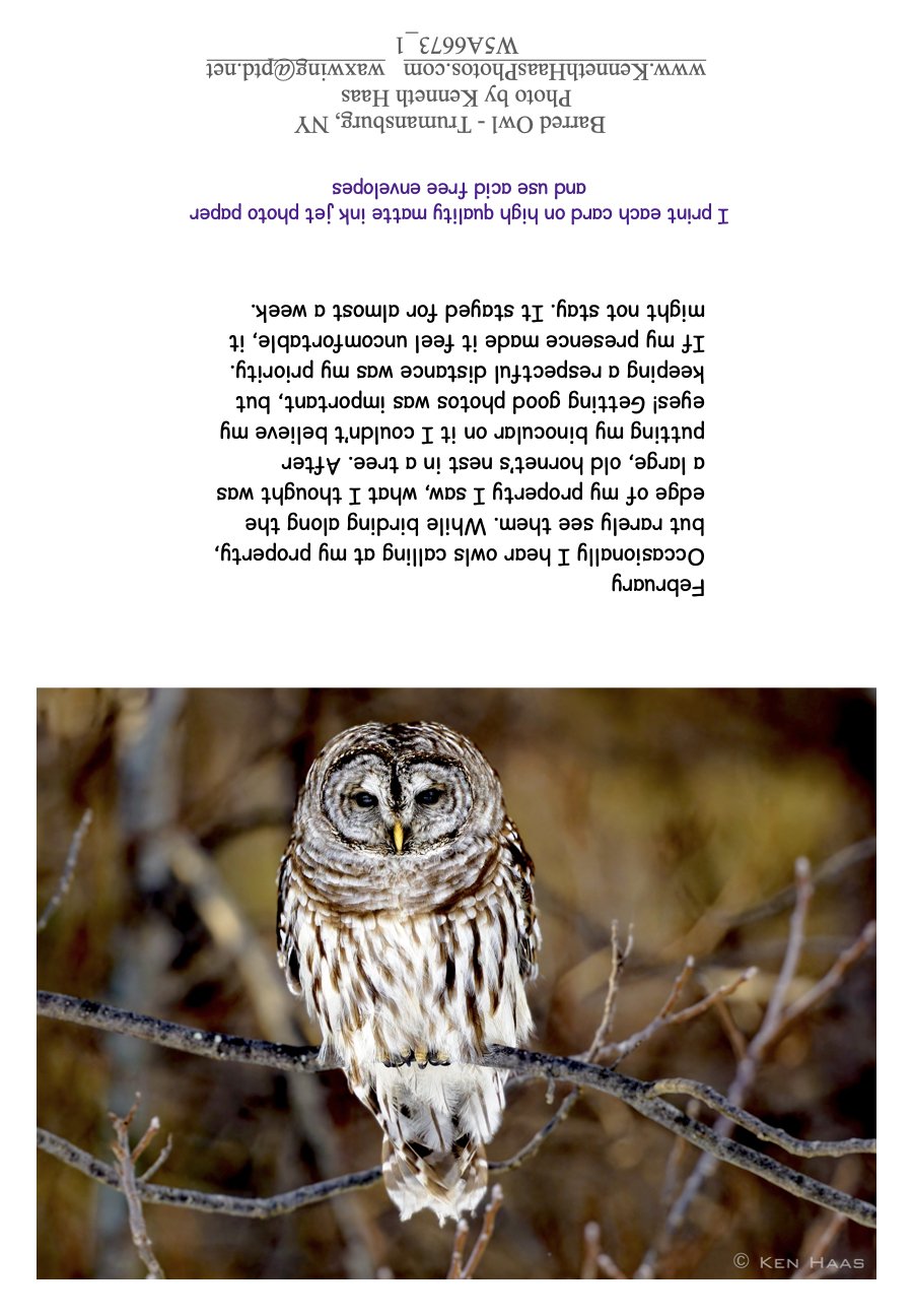 Barred Owl_1_1