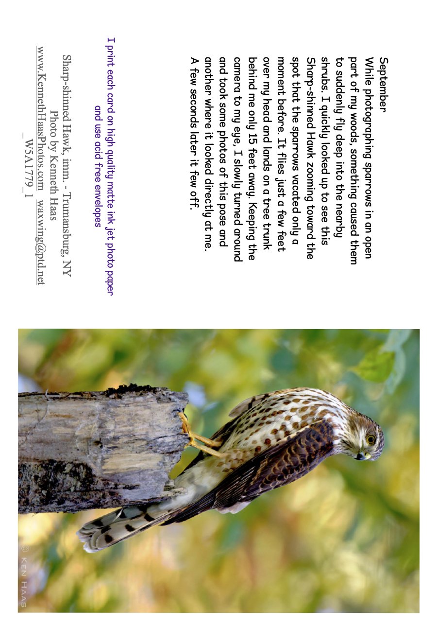 Sharp-shinned Hawk_1