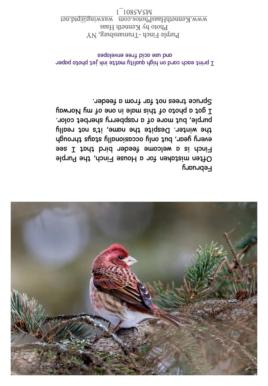Purple Finch_1