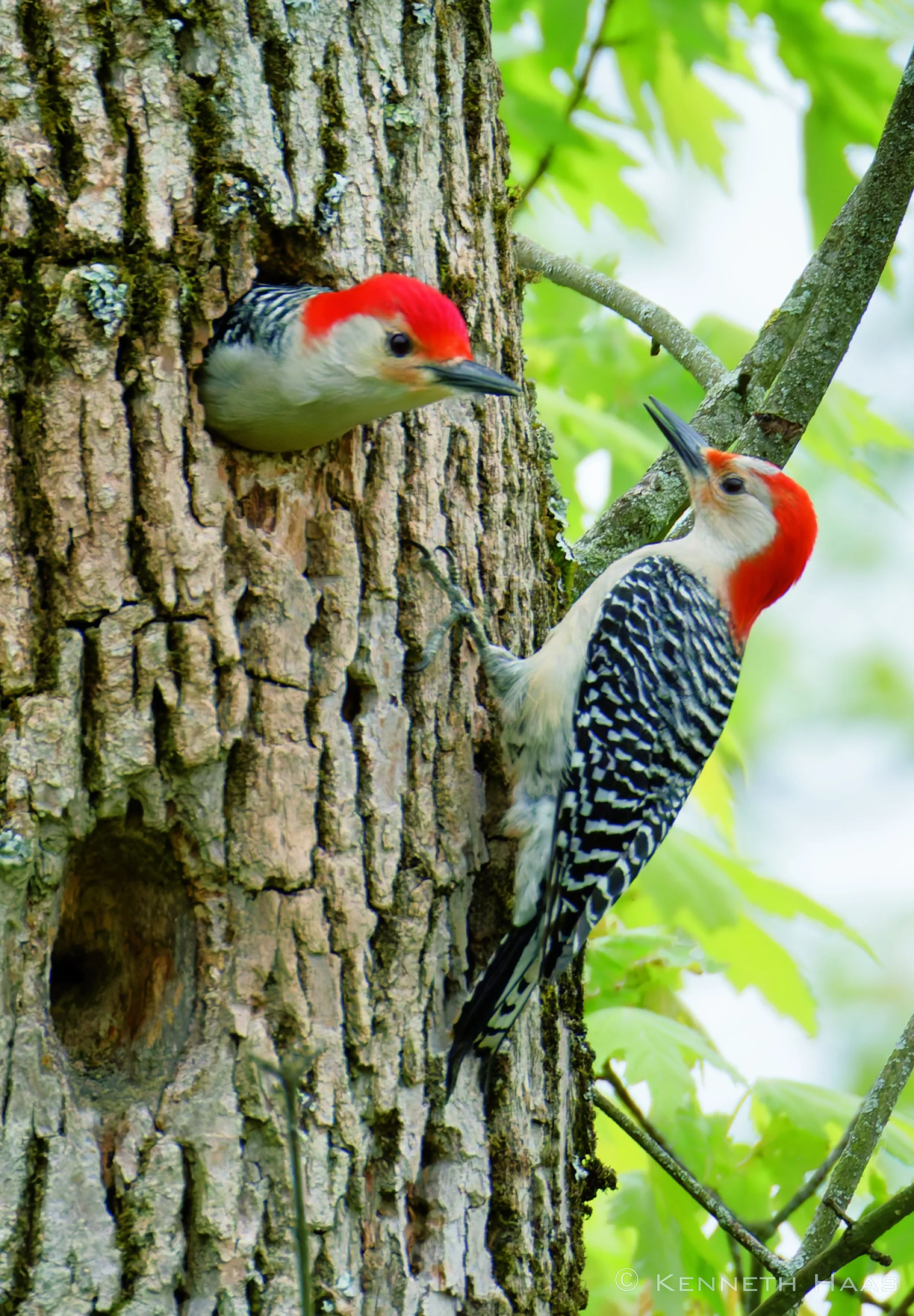 Red-bellied Woodpecker M & F, Sapsucker Woods Pond, Ithaca, NY