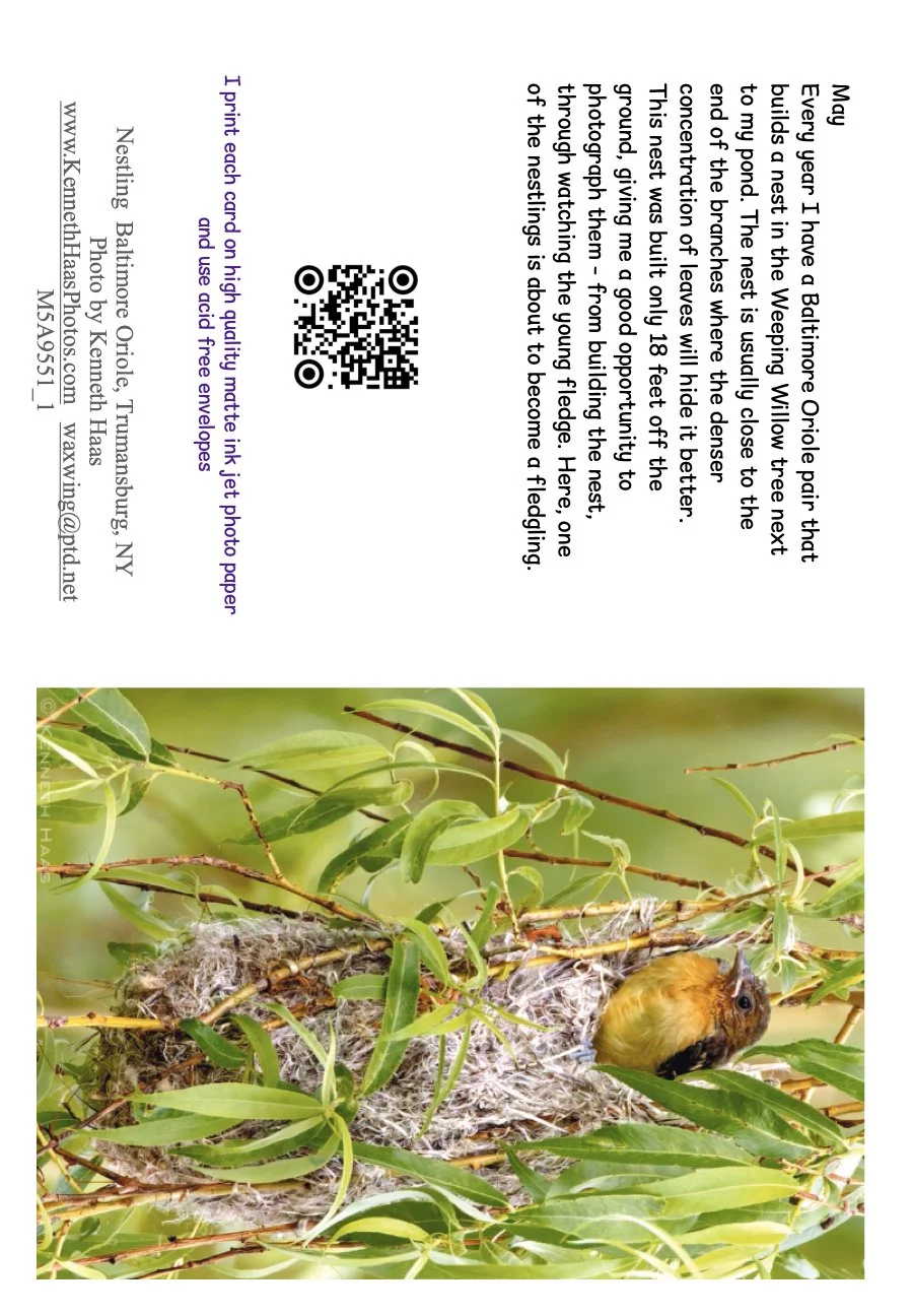 Baltimore Oriole Juv nest_1