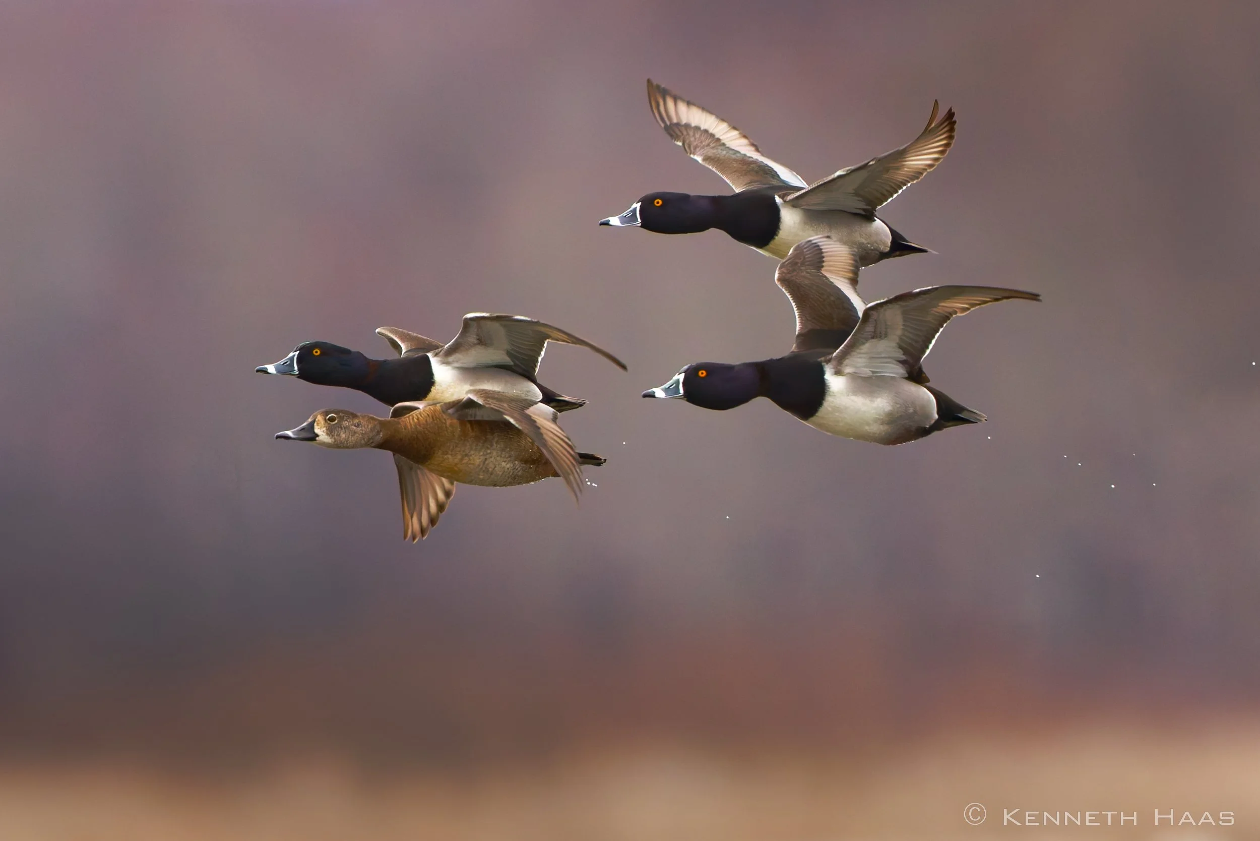 Ring-necked Ducks, Fair Haven S.P., NY