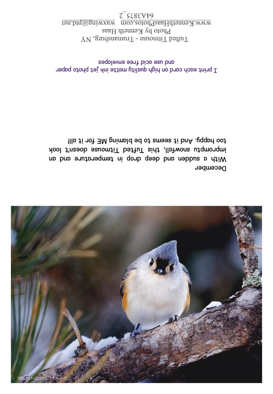 Tufted Titmouse_1