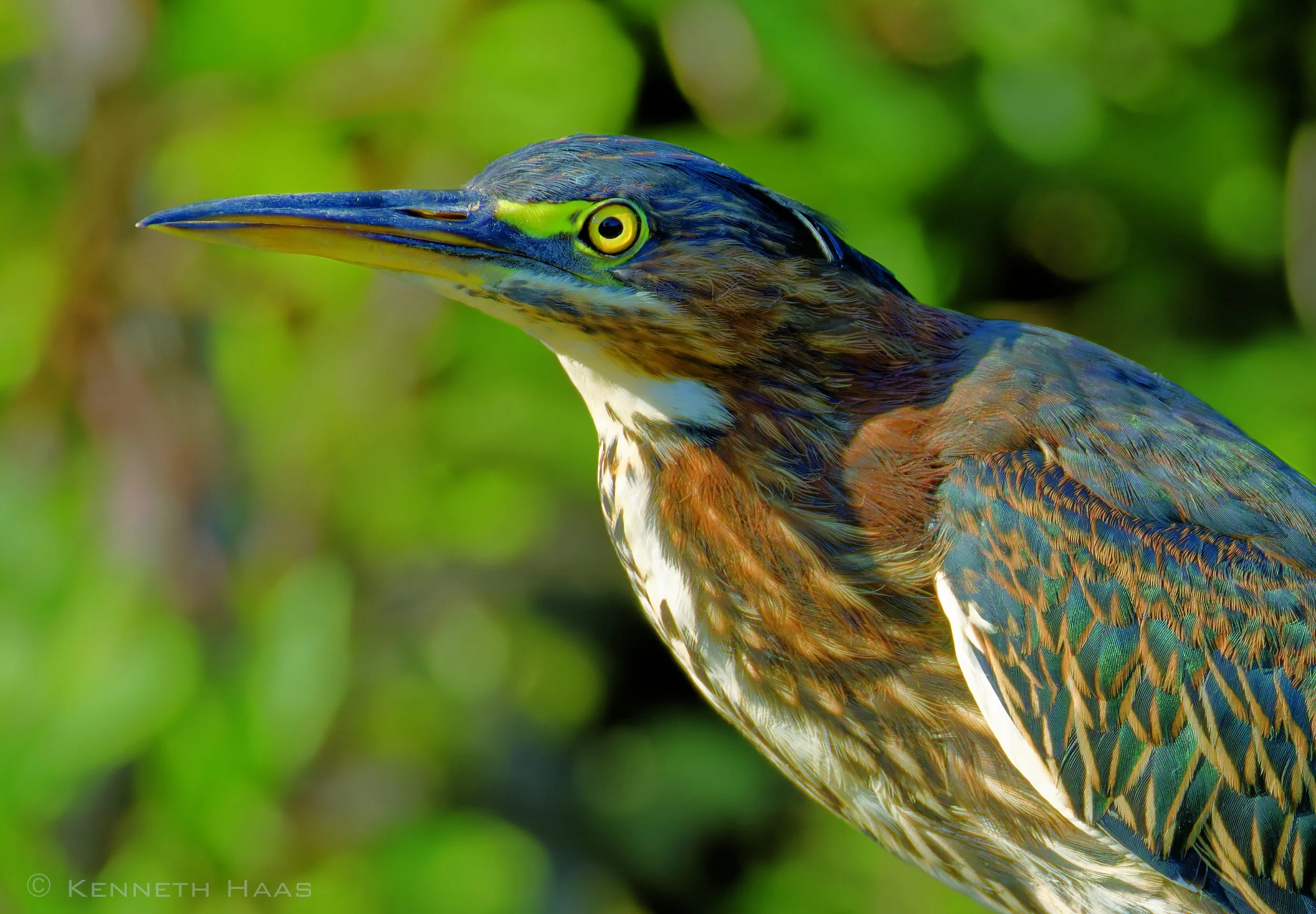 Green Heron, Stewart Park, Ithaca, NY