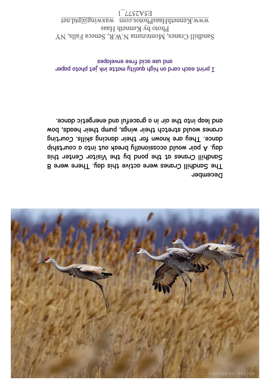 Sandhill Cranes landing_1