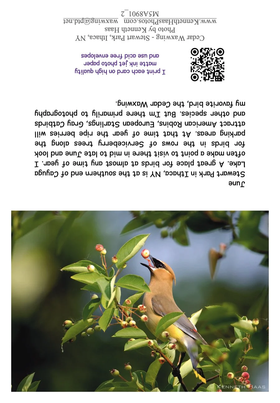 Cedar Waxwing_5_2