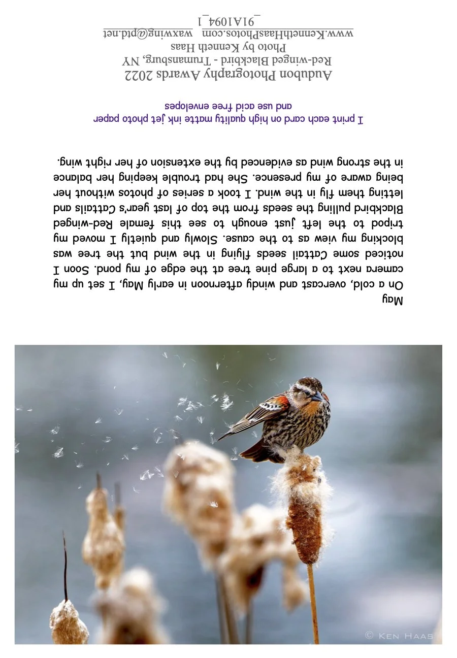 Red-winged Blackbird_2