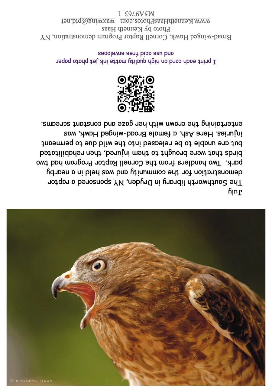 Broad-winged Hawk_Ash_1