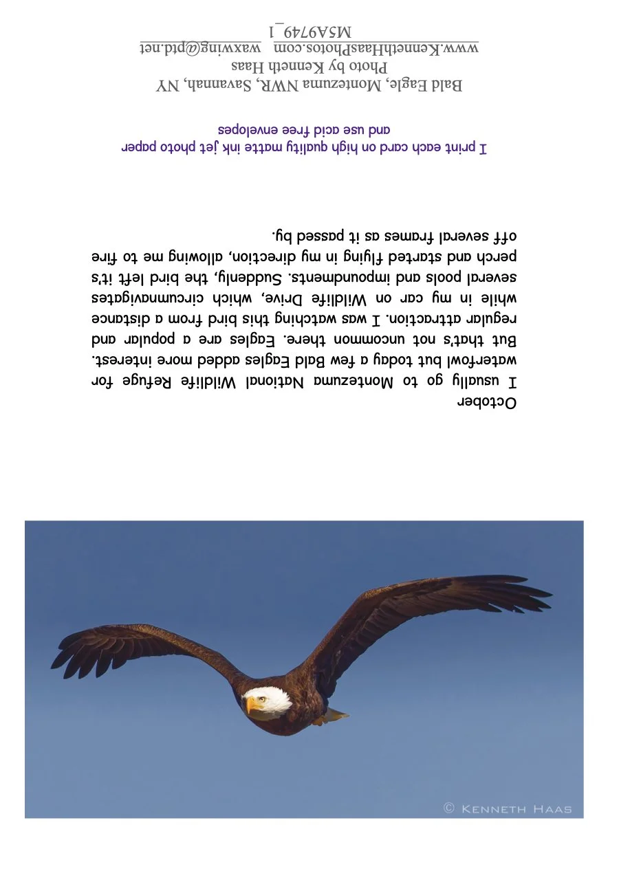 Bald Eagle Flying_1