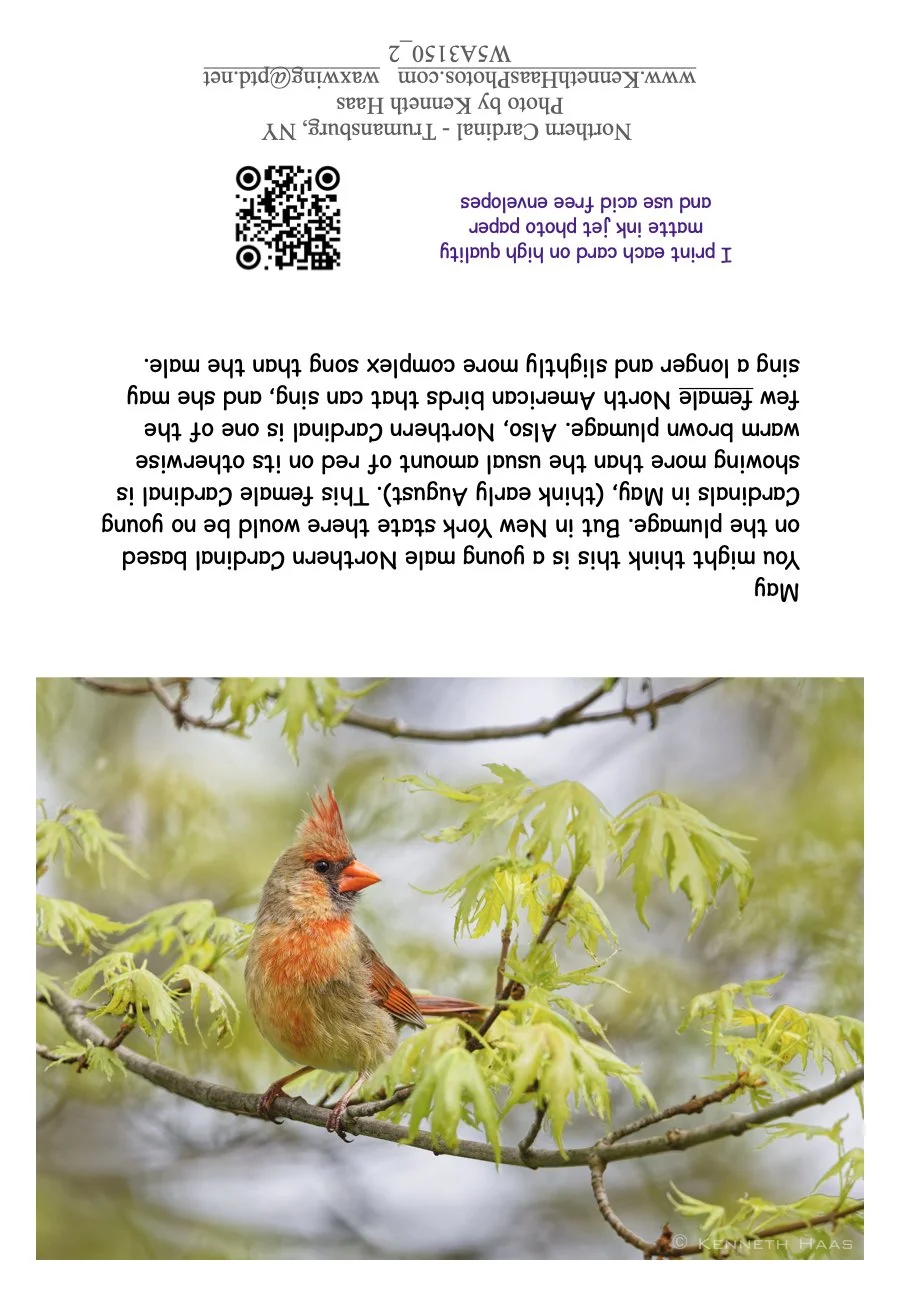 Cardinal-F-Maple