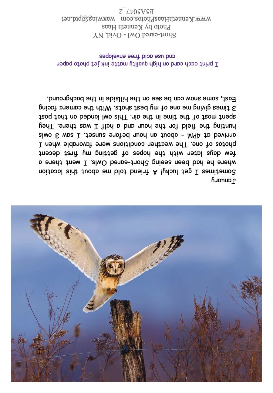 Short-eared Owl_1_Landing