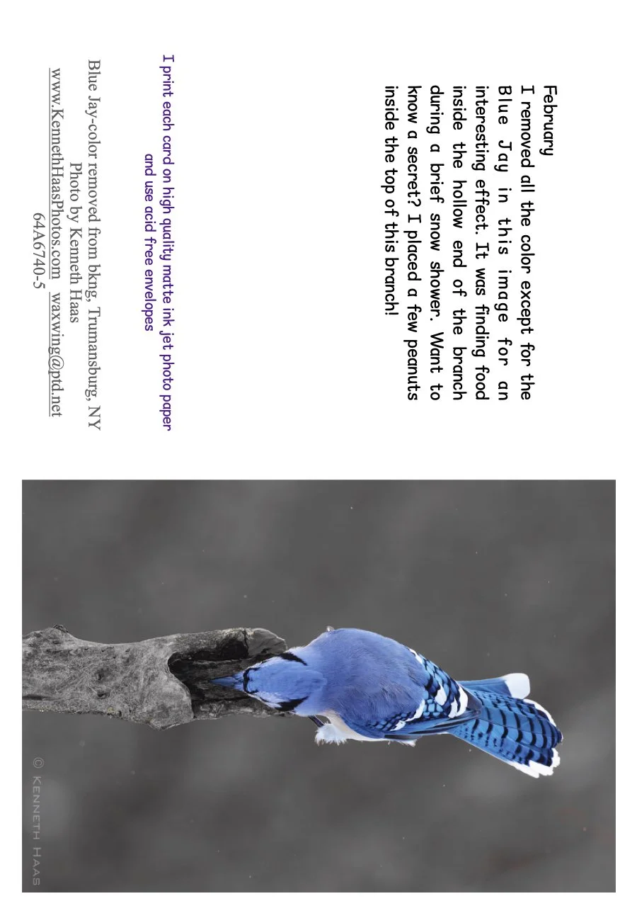 BluenJay V MonochAnd Color