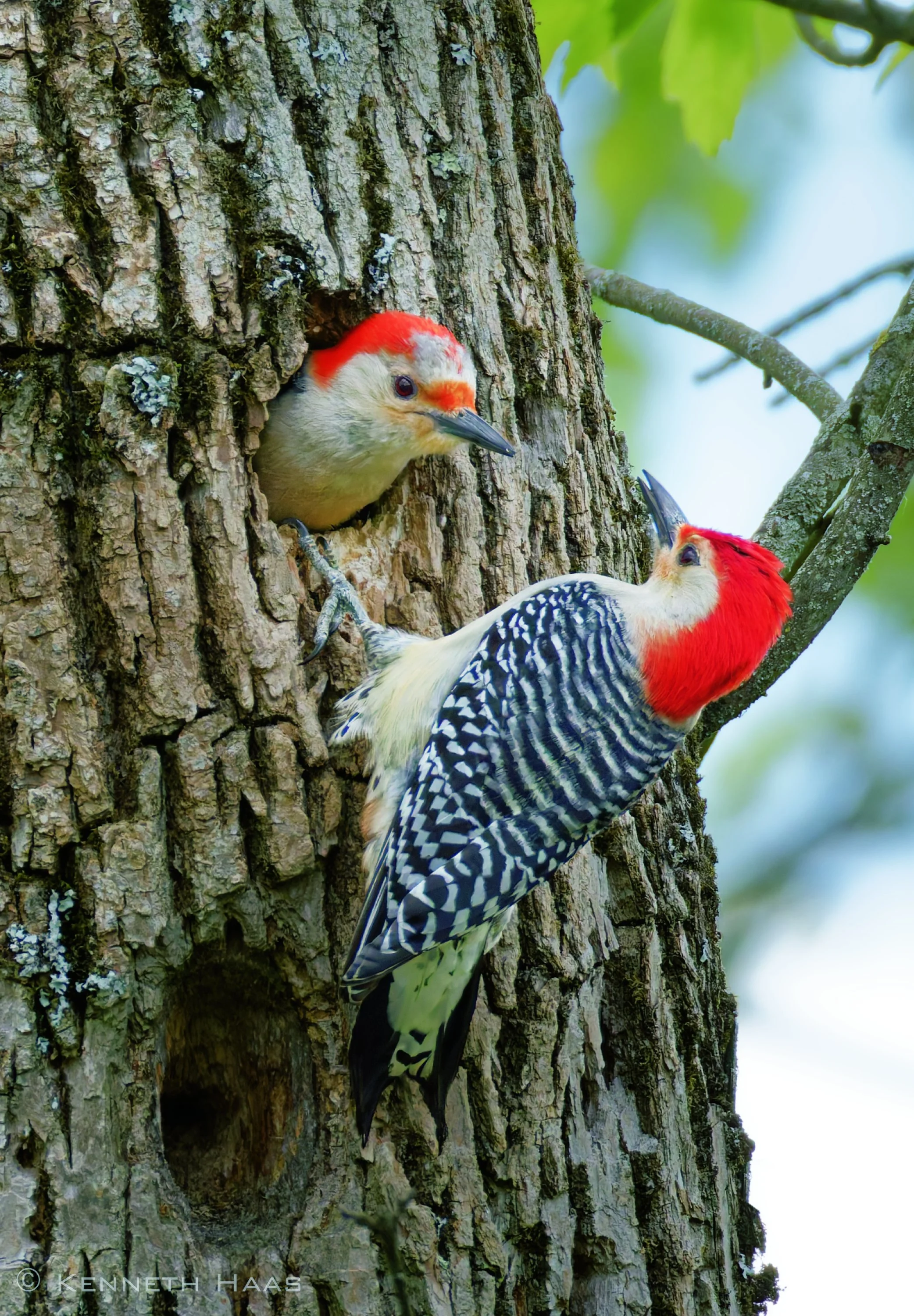 Red-bellied Woodpecker F & M, Sapsucker Woods Pond, Ithaca, NY