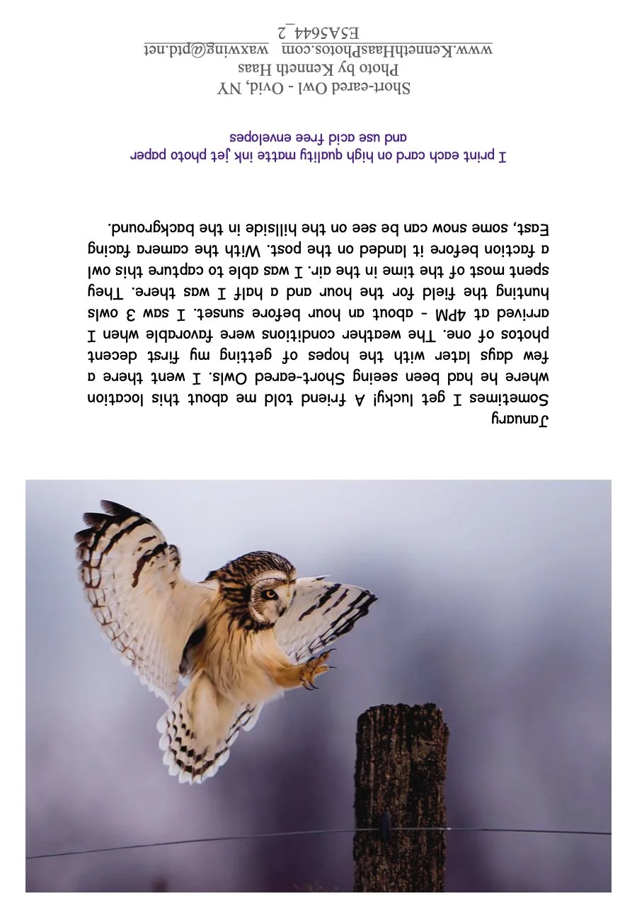 Short-eared Owl side Landing