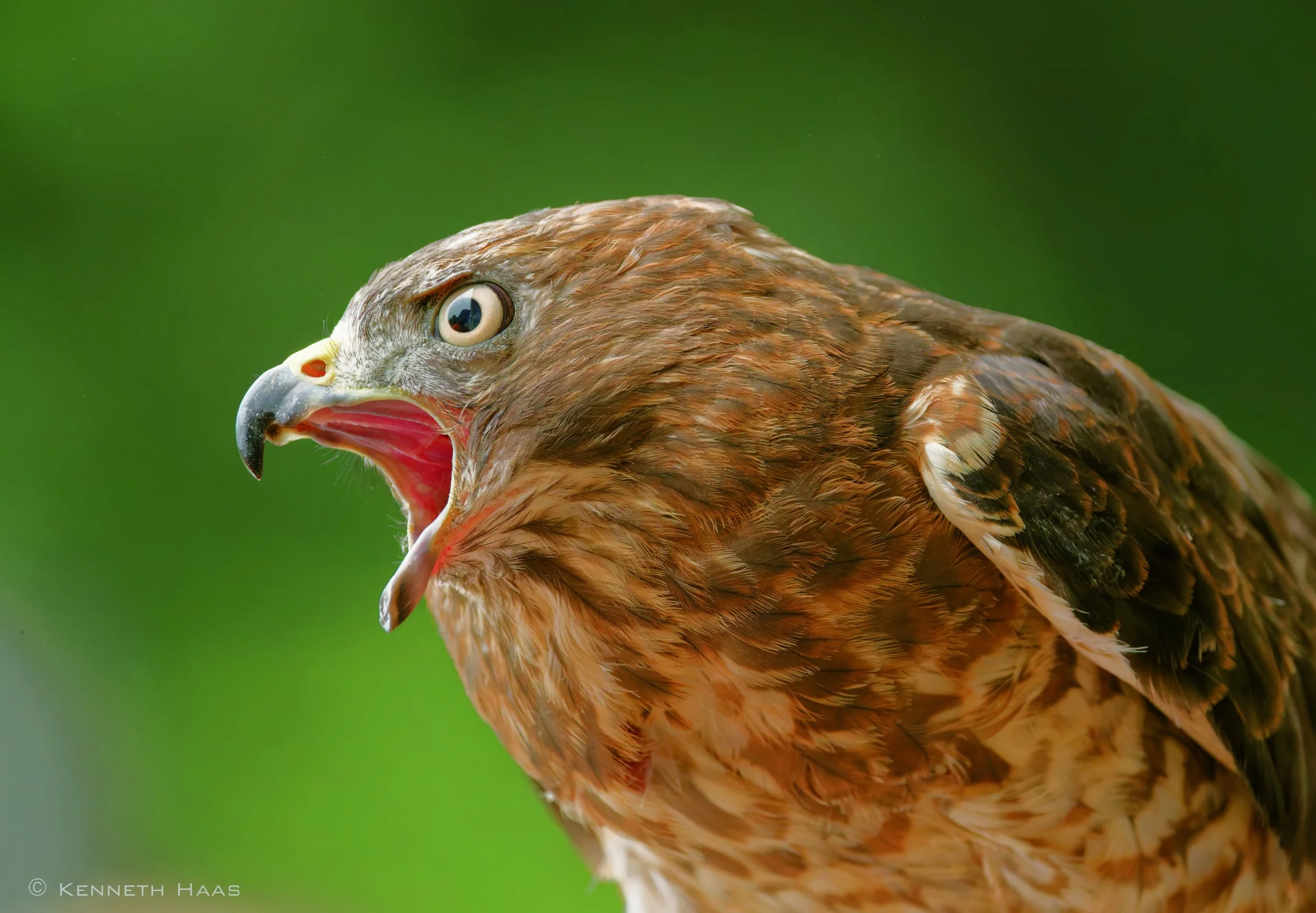 Broad-winged Hawk - Cornell Raptor Program show
