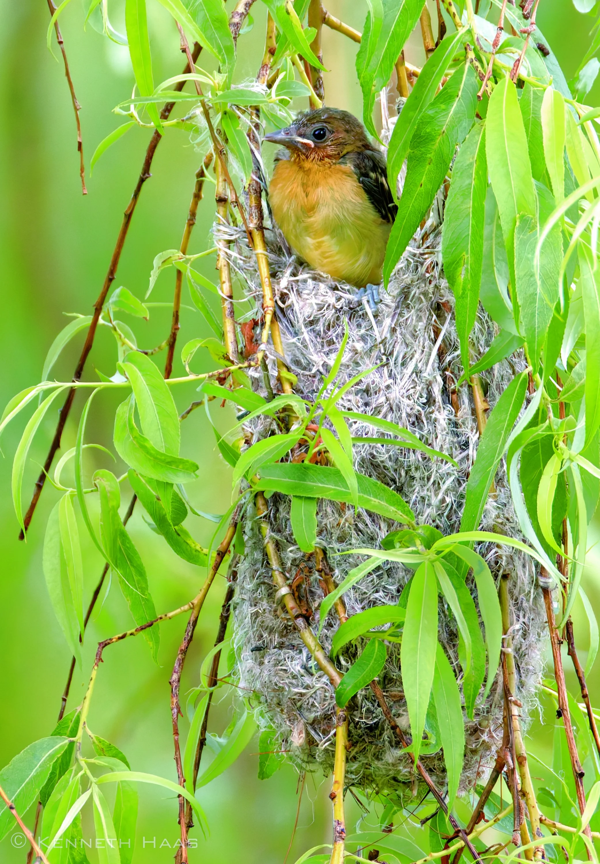 Baltimore Oriole, Fledgling, Trumansburg, NY