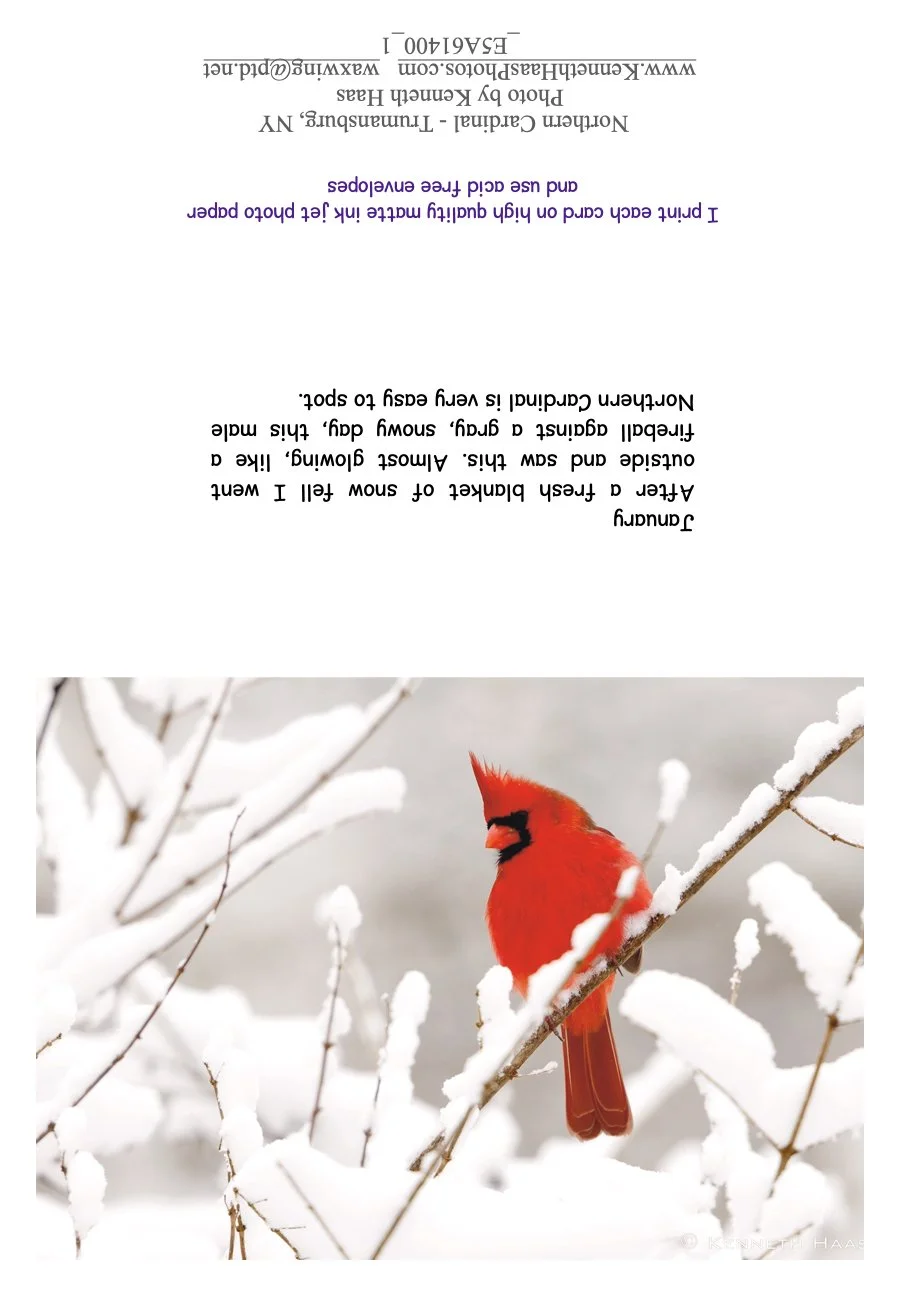 Cardinal Snow_3