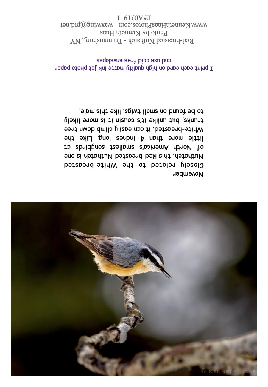 Red-breasted Nuthatch_1