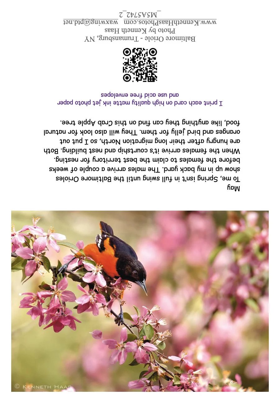 Baltimore Oriole male CrabApple_1