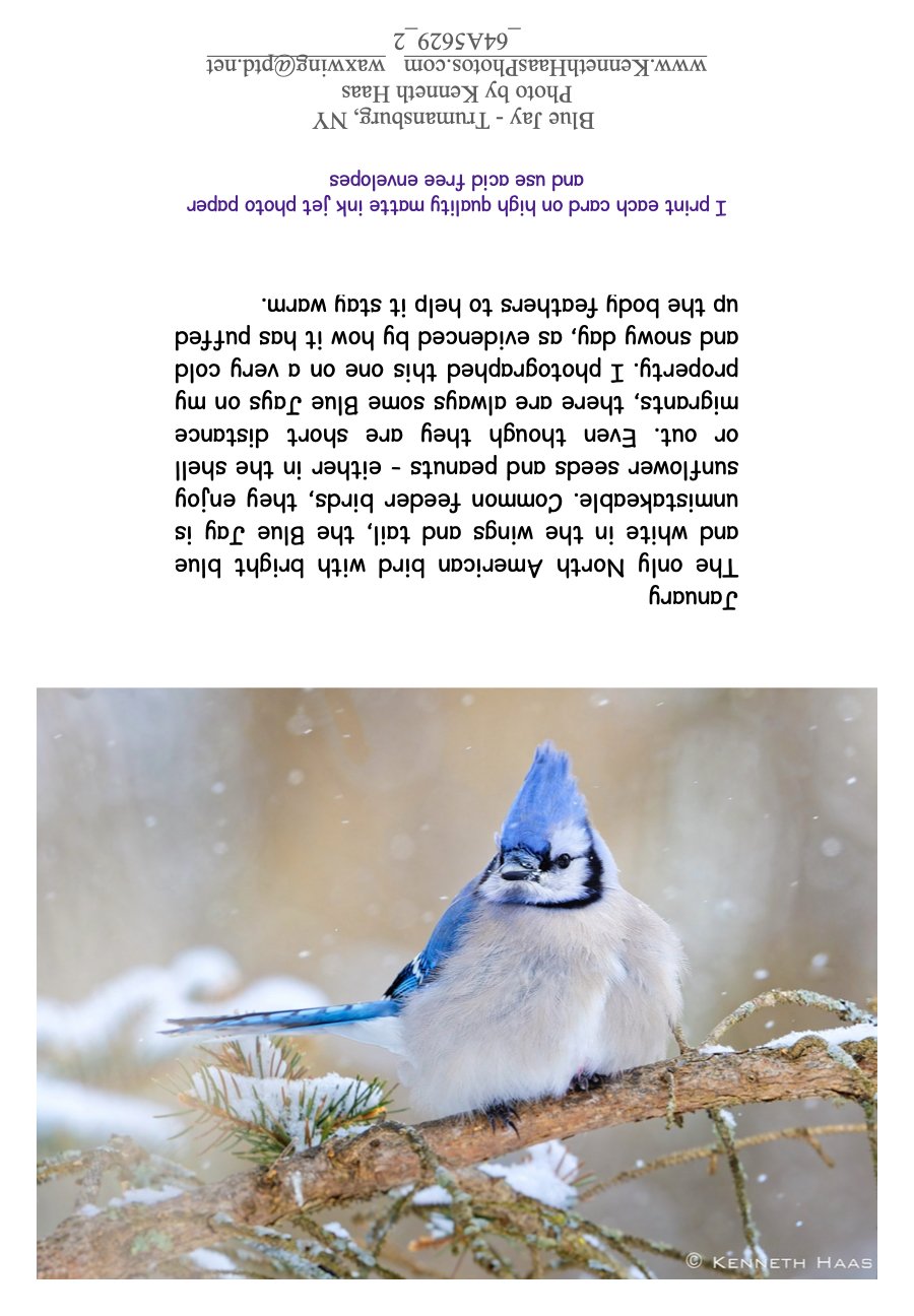 Blue Jay_1
