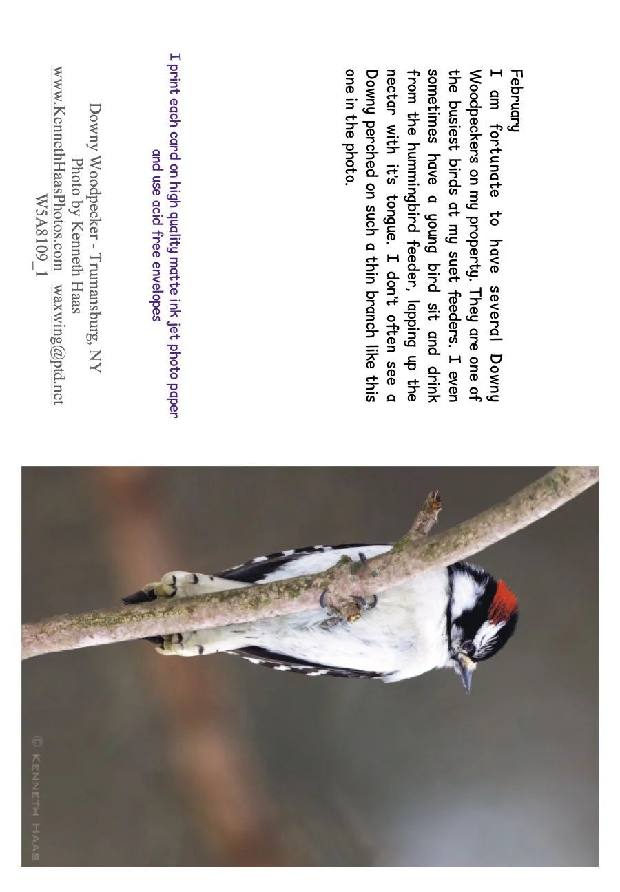 Downy on thin branch_V