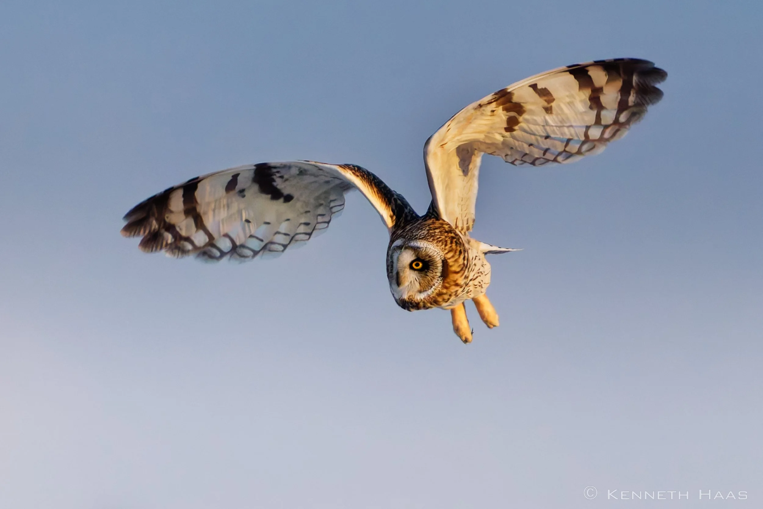 Short-eared Owl, Schuyler Co., NY