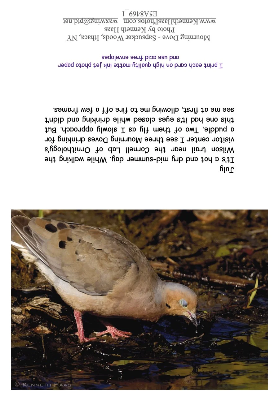 Mourning Dove Drinking_1