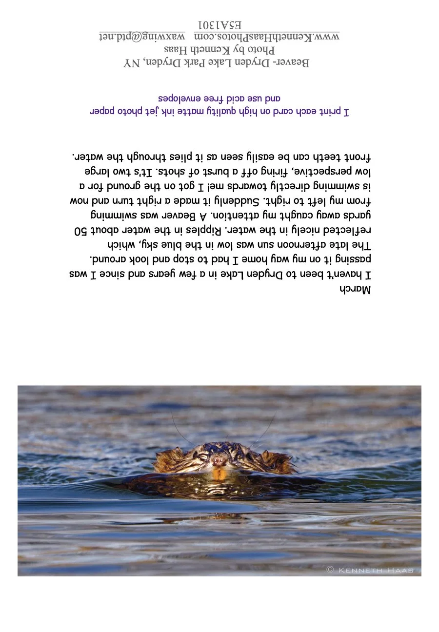 Beaver swimming TEETH