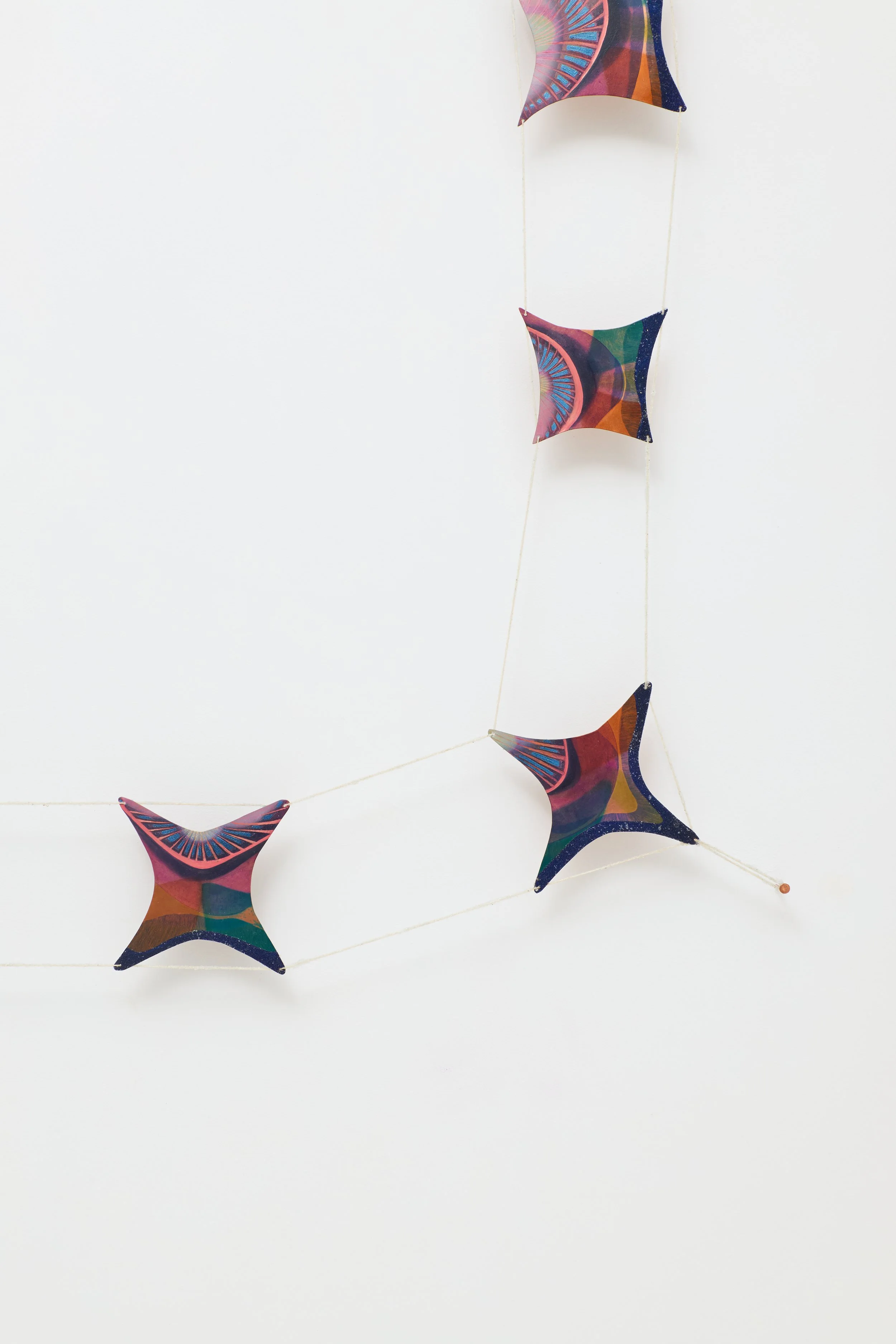 Psuedo-Nectaries (Detail)