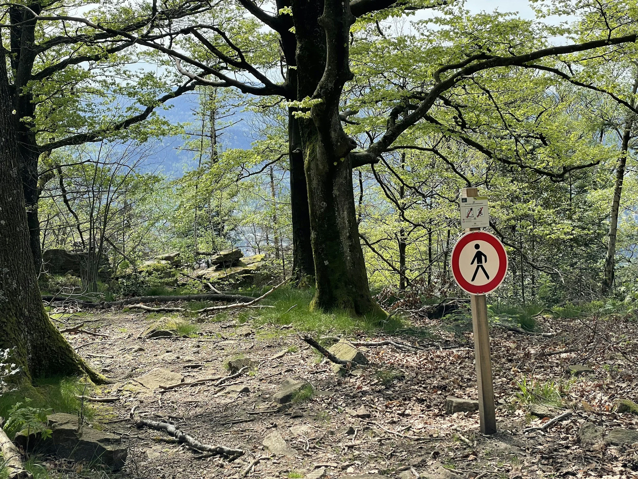 trail through the trees with sign indicating walking but no camping on the right
