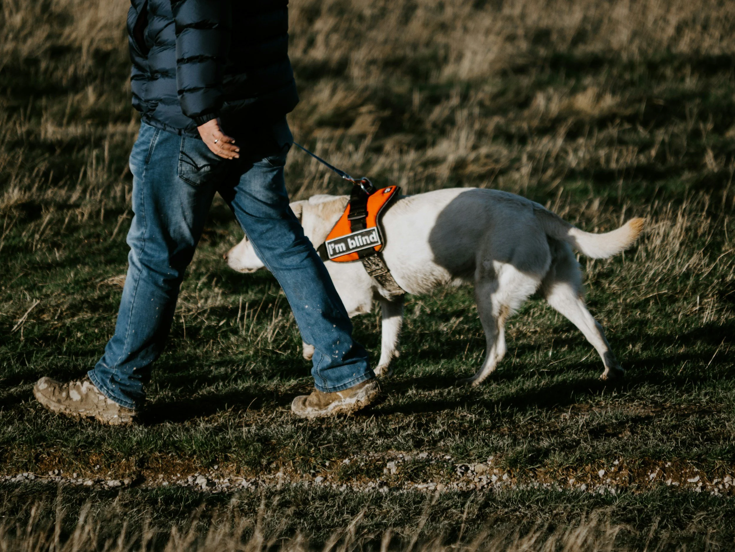 person walking to the left of the camera next to their lab mix guide dog