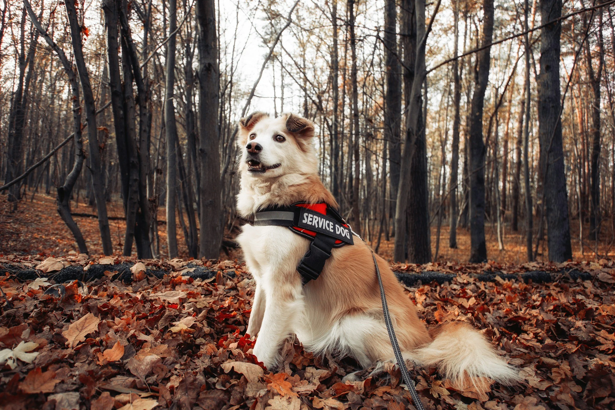 white and brown dog sitting in a leaf filled forest floor with a red Service Dog vest