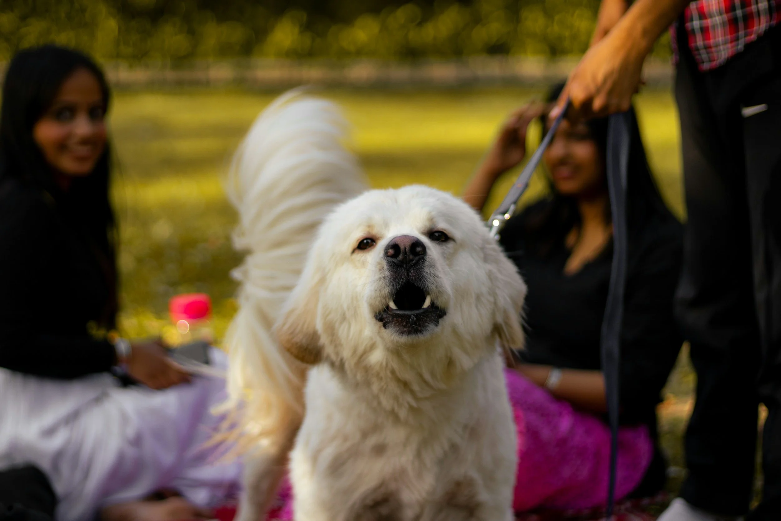 middle sized white dog facing the camera and barking