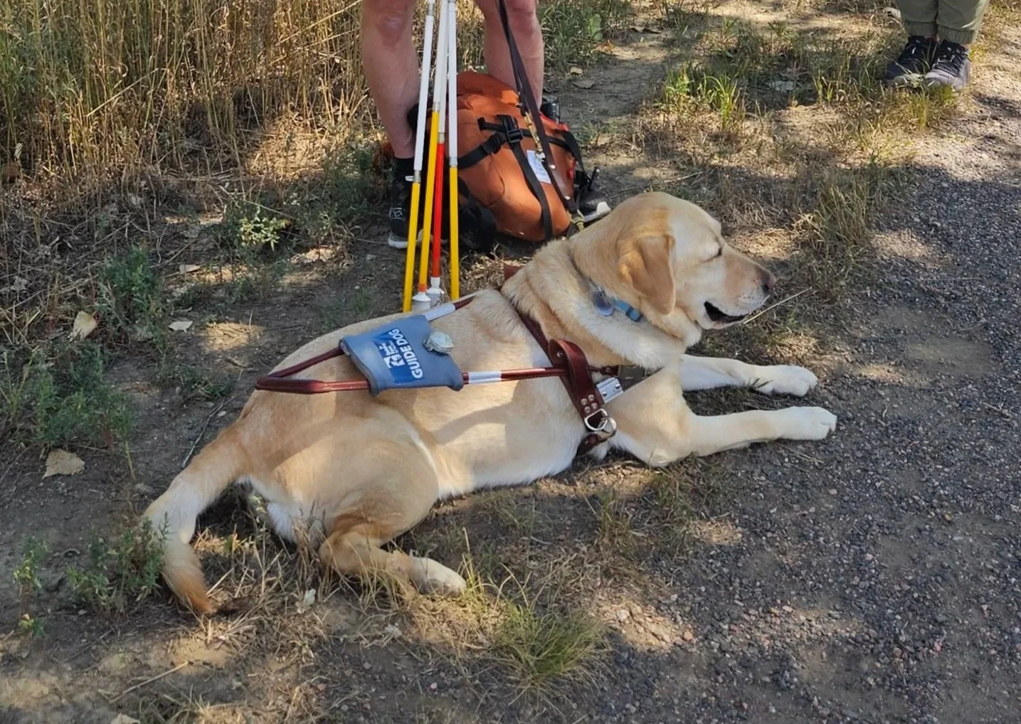 Emotional Support Animals vs. ADA-Protected Service Animals: Why the Confusion Is Hurting Everyone