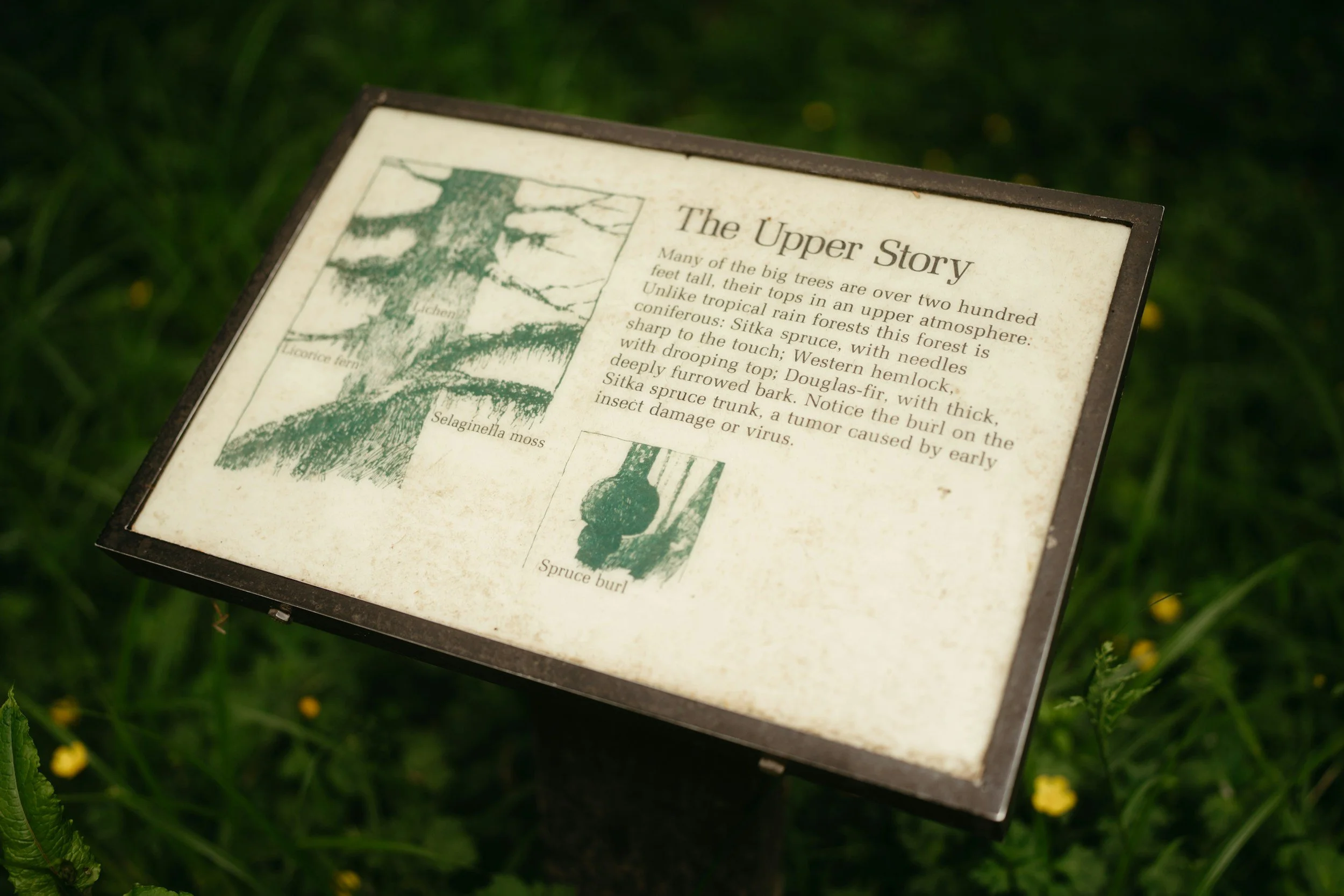 kiosk on tree types on trails